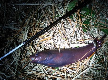 夜釣り日和にドンコ