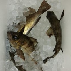 春らしくなって