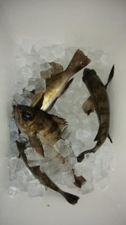 春らしくなって