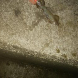 手作りの塩ささみでヒイカ1杯のみ・・・