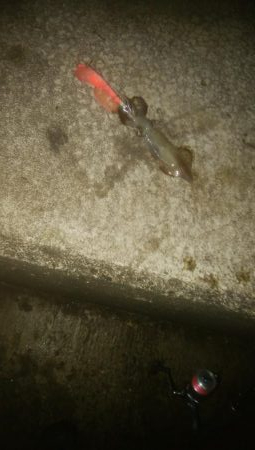 手作りの塩ささみでヒイカ1杯のみ・・・