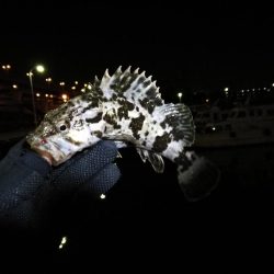 南港フェリーヘチ釣り (下げ潮でも良活性日~ 根魚 釣果有り)