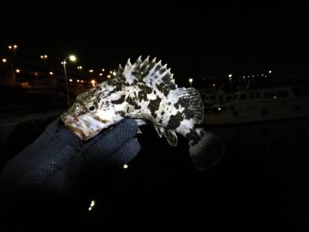 南港フェリーヘチ釣り (下げ潮でも良活性日~ 根魚 釣果有り)