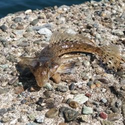 喰い渋るも気分爽快！　　穏やかな釣り日和