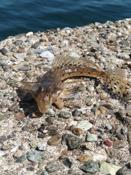 喰い渋るも気分爽快！　　穏やかな釣り日和