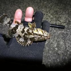 南港フェリーヘチ釣り (今回は下げ潮で不調~ 根魚と謎のカニ 釣果有り)