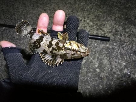 南港フェリーヘチ釣り (今回は下げ潮で不調~ 根魚と謎のカニ 釣果有り)