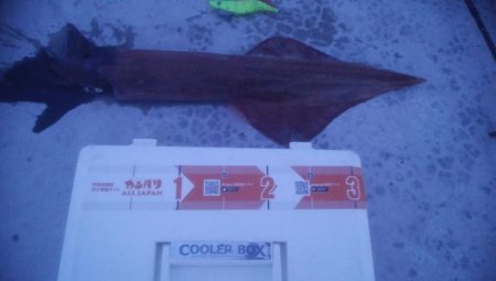 今シーズン最大ヤリイカ！！！