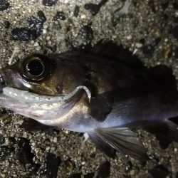 荒天のメバリング