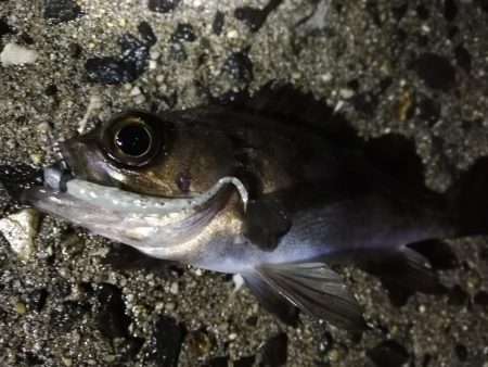 荒天のメバリング