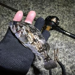 南港フェリーヘチ釣り （雨予報でも根魚は釣れました！ 根魚 釣果有り）