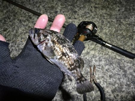 南港フェリーヘチ釣り （雨予報でも根魚は釣れました！ 根魚 釣果有り）