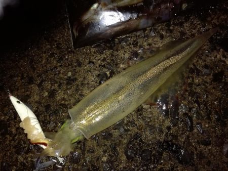 ヤリイカエギング