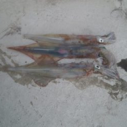 胴長25センチのヤリイカ3杯！