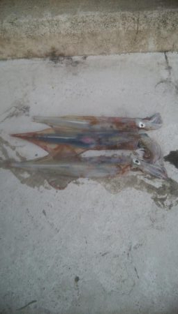 胴長25センチのヤリイカ3杯！