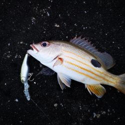 強風止まず食いも渋い