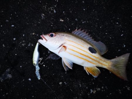 強風止まず食いも渋い