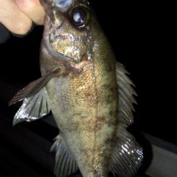 南東爆風でメバリング