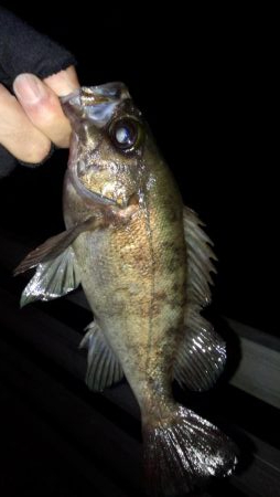 南東爆風でメバリング