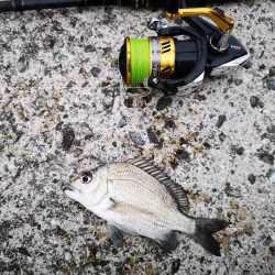 夕方港でちょい投げ