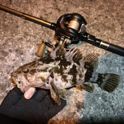 南港カモメ大橋ヘチ釣行 （春分好釣果！ 根魚大物タケノコ27cm！釣果有り！）