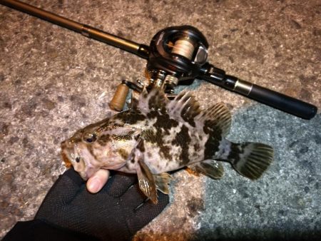 南港カモメ大橋ヘチ釣行 （春分好釣果！ 根…