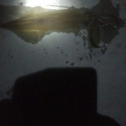 ヤリイカ1杯とヒイカ1杯の釣果！