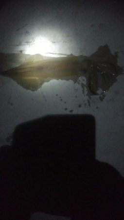 ヤリイカ1杯とヒイカ1杯の釣果！