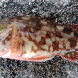 ウニのしゃぶしゃぶを食べに