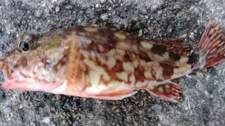 ウニのしゃぶしゃぶを食べに