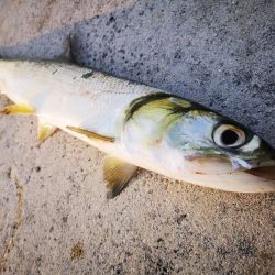 夕方にカライワシ