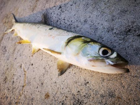夕方にカライワシ