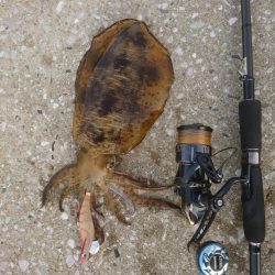 我慢できずで仕事終わりに。