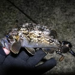 南港フェリーヘチ釣り （4月前で釣果渋いですが根魚の釣果有り）