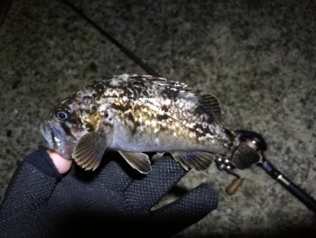 南港フェリーヘチ釣り （4月前で釣果渋いですが根魚の釣果有り）