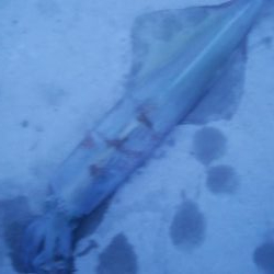 ヤリイカ釣行　2杯！！