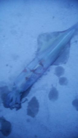 ヤリイカ釣行　2杯！！