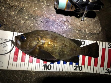 磯メバ　リベンジ