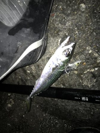 ベイト少なかった