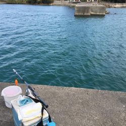 コアジ28㎝含む35匹