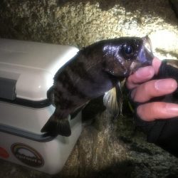 サタデーナイトメバリング