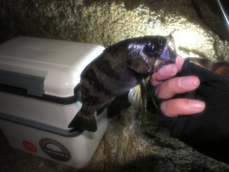 サタデーナイトメバリング