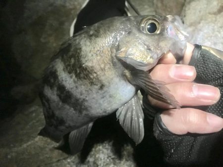 久しぶりのメンバー４人でメバリング