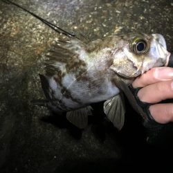 霧の立ち込む岬の先端で連発!