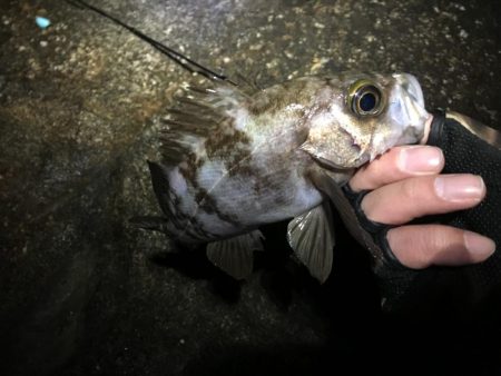 霧の立ち込む岬の先端で連発!