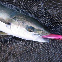 加太の小波止でハマチゲット！！