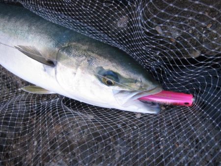 加太の小波止でハマチゲット！！