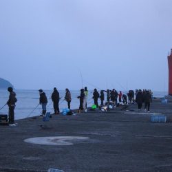 加太大波止の内側でも青物は釣れる