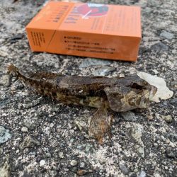 根魚ちゃん、こんにちは!