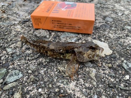 根魚ちゃん、こんにちは!